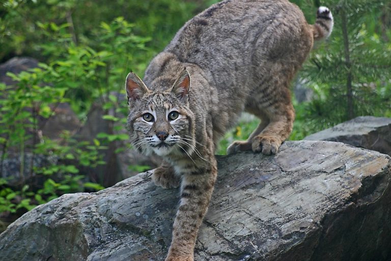 Wildlife-Driven Rabies Persists: First 2026 Case Surfaces in Bobcat Attack