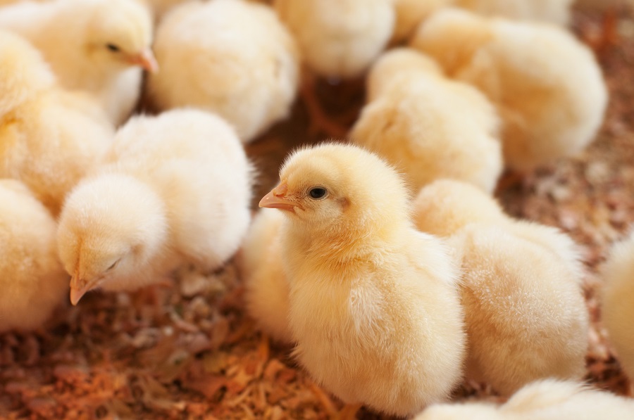 Young baby chicks on a poultry farm
