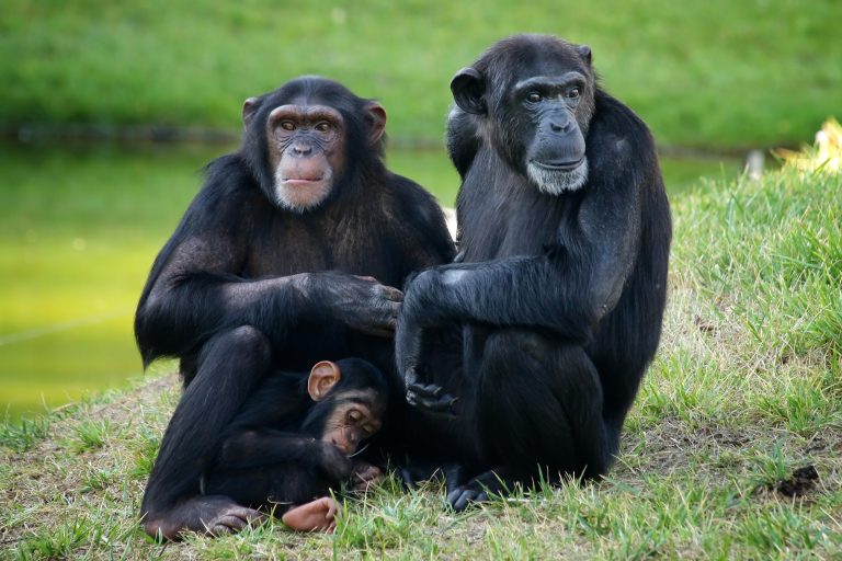 ABQ Biopark Formally Opens the Great Ape Celebration