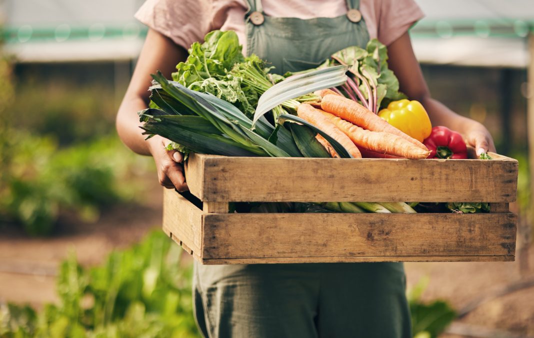 A farmer holds a wooden crate packed with fresh vegetables, including carrots, lettuce, and tomatoes, representing healthy harvest and farm‑to‑table produce.