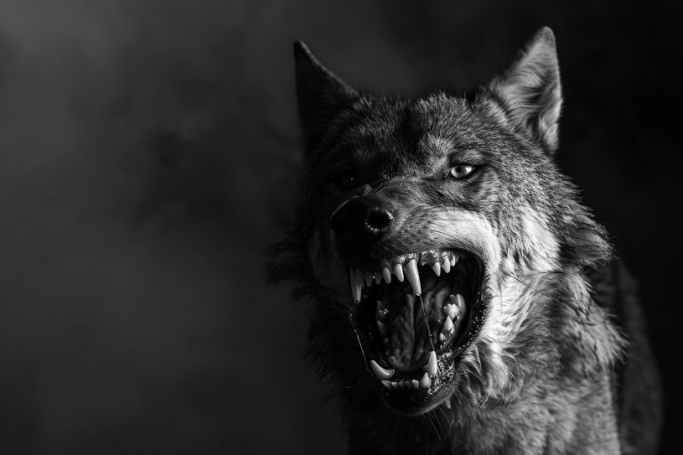 Rabies in Curry County Shows How Easily a Virus Slips Past the Boundaries We Trust