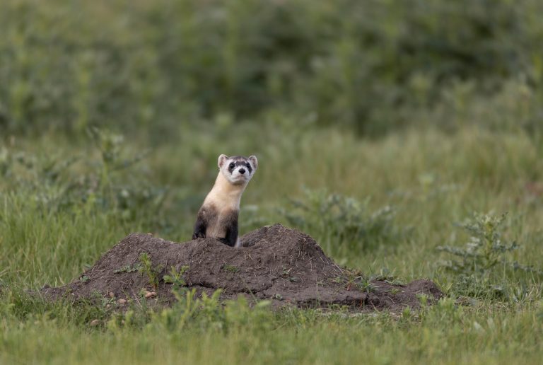 What’s New in New Mexico Wildlife Center?-Sunday Special Event Kicked Off
