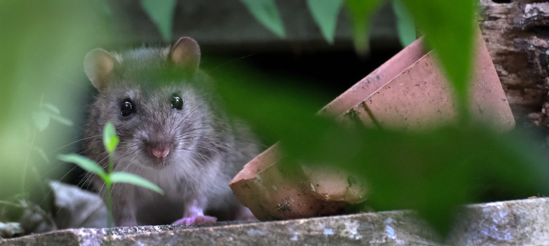 A deer mouse near a rural shed in New Mexico, illustrating how Sin Nombre hantavirus spreads through rodent contact rather than person‑to‑person transmission.