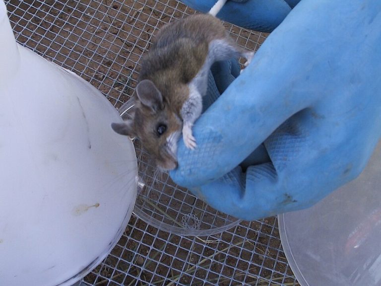Cruise Ship Outbreak Stirs Worry. Health Officials Allay Fears, Saying Hantavirus Risk is a Different Story.