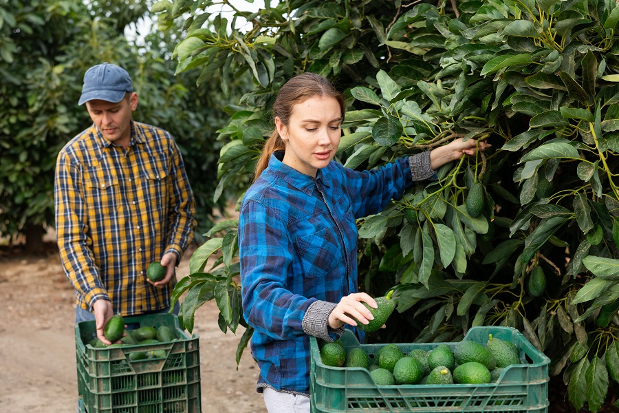 Skilled young man and woman farmer workers in plaid shirt harvesting fresh avocados during work on farm during daytime