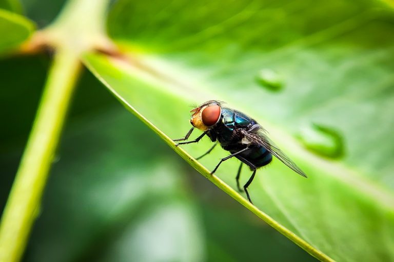 A Flesh-Eating Parasite Is Back in Texas. Now Is the Time to Pay Attention.