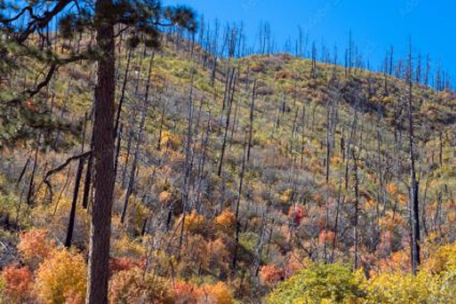 Morning light on colorful autumn leaves in regenerating forest burned in 2013 Silver Fire in the Black Range of New Mexico's Gila National Forest