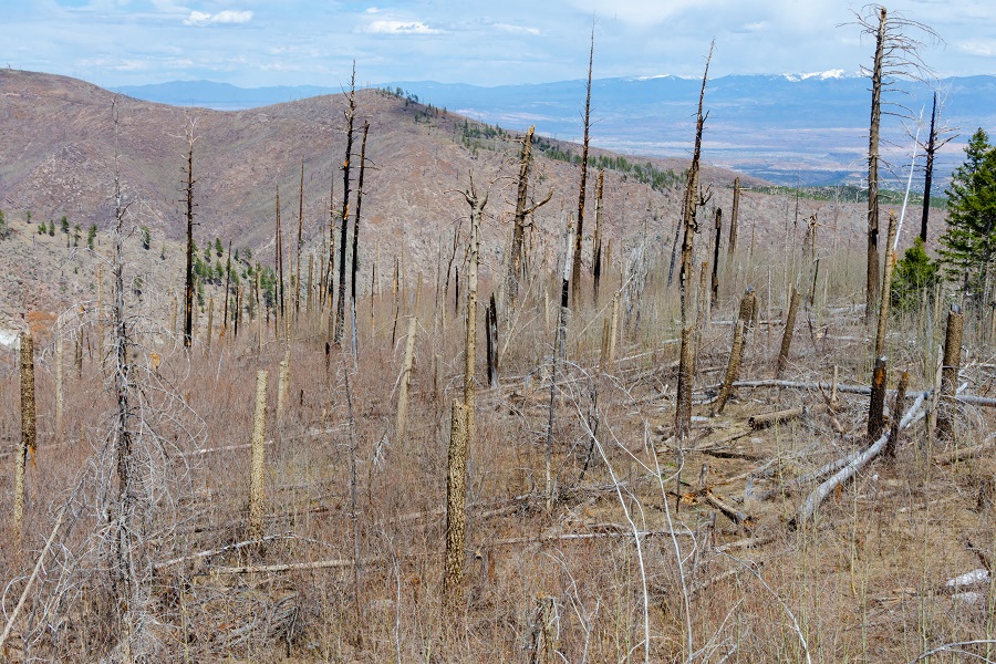 Fire Damaged High Deseret Forest