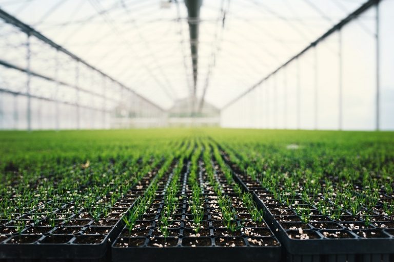New Mexico Redirects Seedling Program to Burned Forests, Betting on Recovery in a Warming Climate
