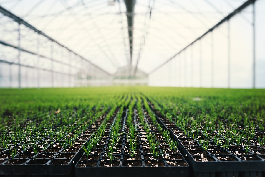 Seedlings of coniferous trees. Pine seedlings grown in commercial greenhouse. Young pine trees for forestry. Small seedlings of pine grown in cultivation tray.
