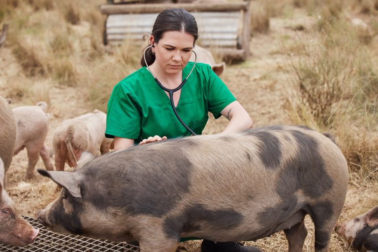 Up to $80K in Student Loan Relief? New Mexico Gives Veterinarians More Time to Apply