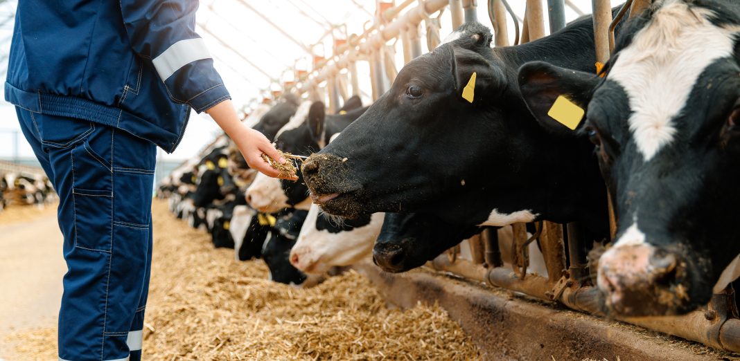 A New Mexico livestock inspector works with cattle at a ranch as officials open nominations for the Livestock Inspector of the Year Award.