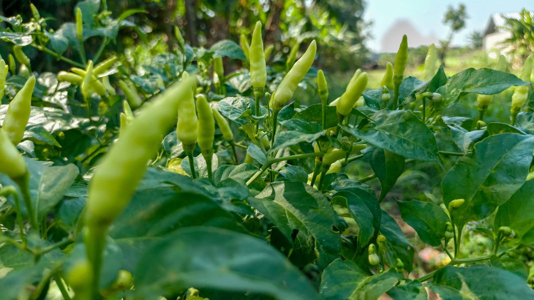 Fresh red and green chile peppers displayed at a New Mexico market, showcasing the state's iconic culinary tradition.