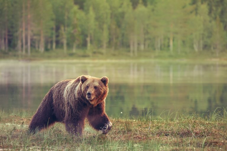 Bears Frequent Rio Rancho, Albuquerque Area in Search of Food and Water