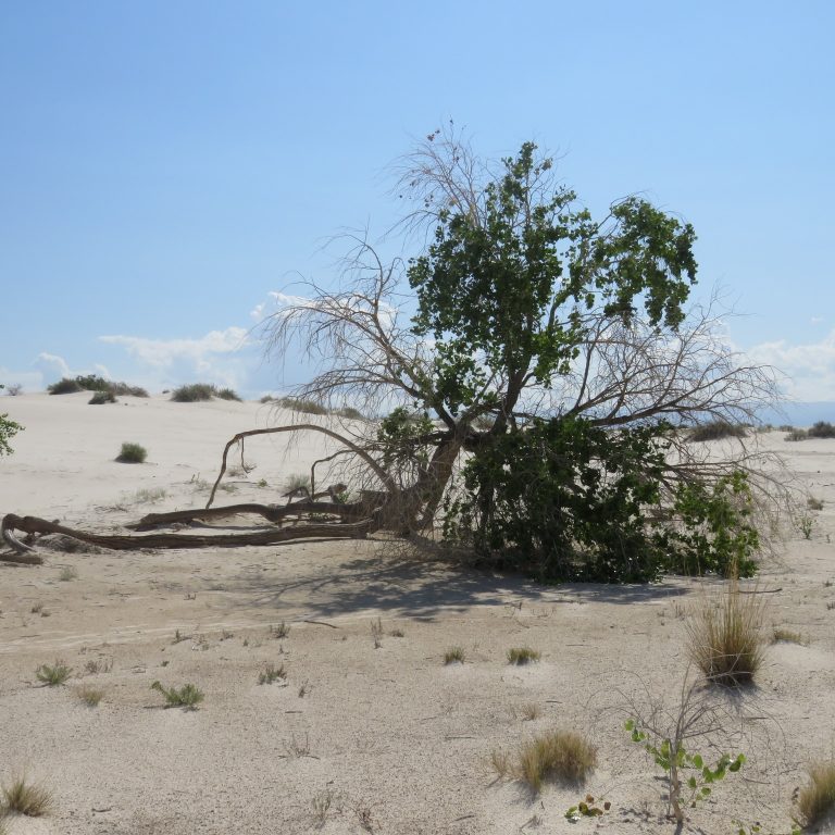 An Iconic Cottonwood In White Sands National Park Has Fallen