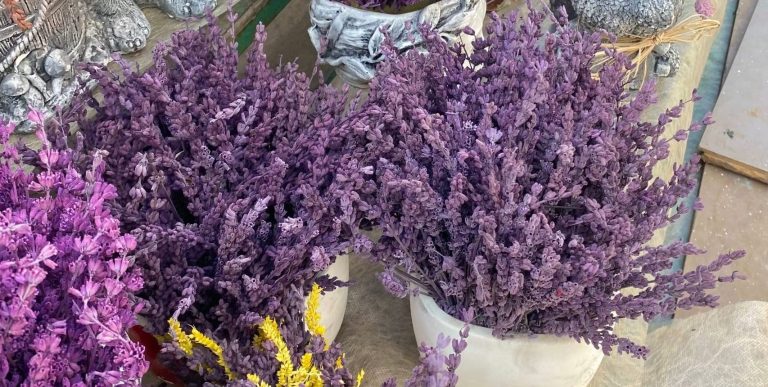 20th Annual Lavender Festival Blooms this Weekend