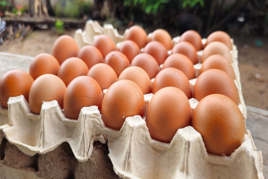 Hand holding fresh chicken egg with tray of brown eggs, organic farm food concept. Fresh brown chicken eggs in a paper egg carton crate.