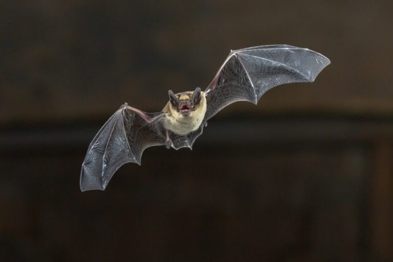 Rabid Bat Found Inside New Mexico Home is the 9th Case This Year. What You Need to Know to Protect Your Home.