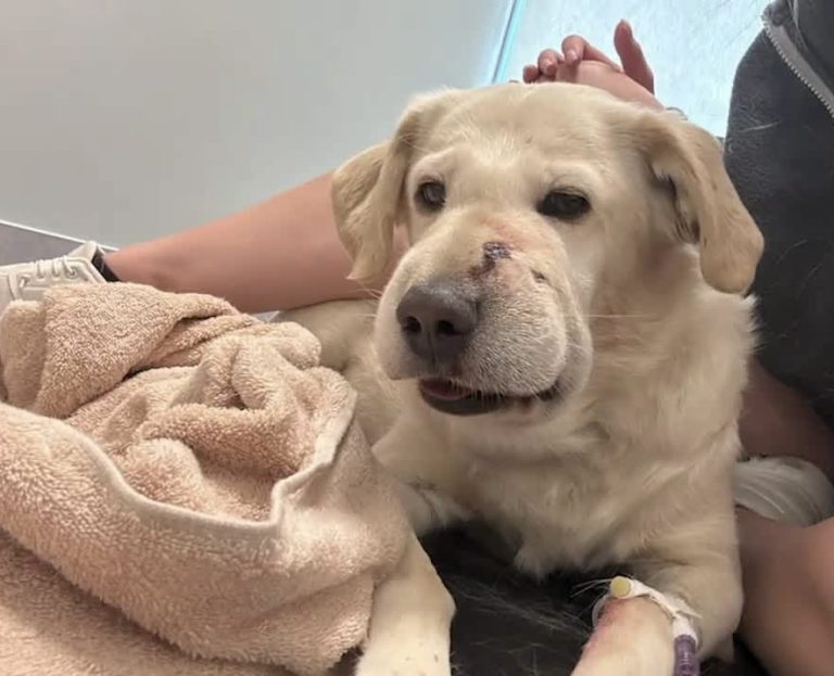 Dog’s Terrifying Encounter With Hidden Rattlesnake Leaves Her Fighting for Life After Venomous Bite Sends Her to Hospital for 12 Hours