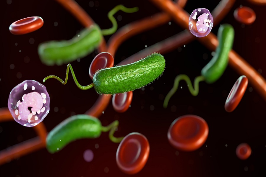 3D rendering of Vibrio vulnificus, red blood cells and white blood cells