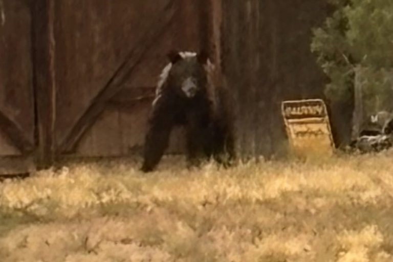 What To Do If a Bear Attacks? These Are Life-Saving Rules You Must Know After New Mexico Man is Mauled by a Bear to Death
