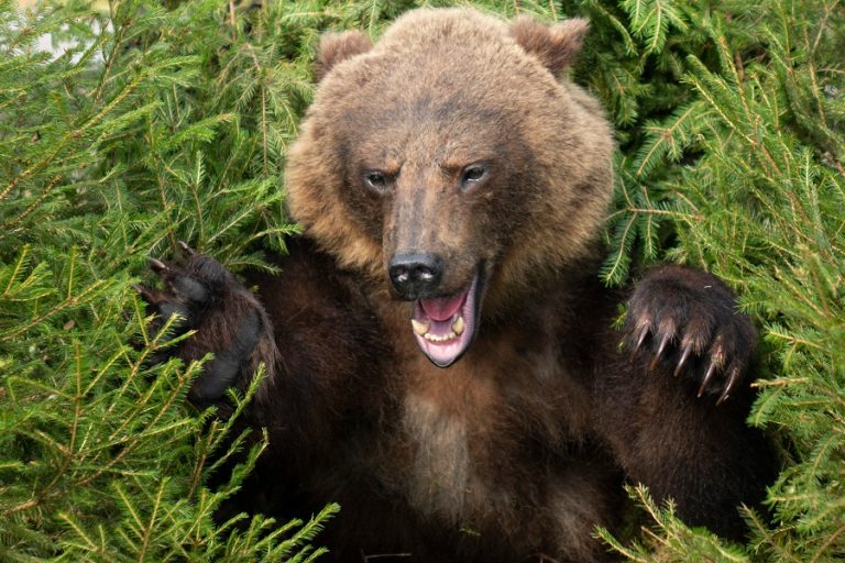 Bear Attack Horror in New Mexico: Man Mauled to Death in Crystal in State’s First Fatal Bear Attack in 25 Years