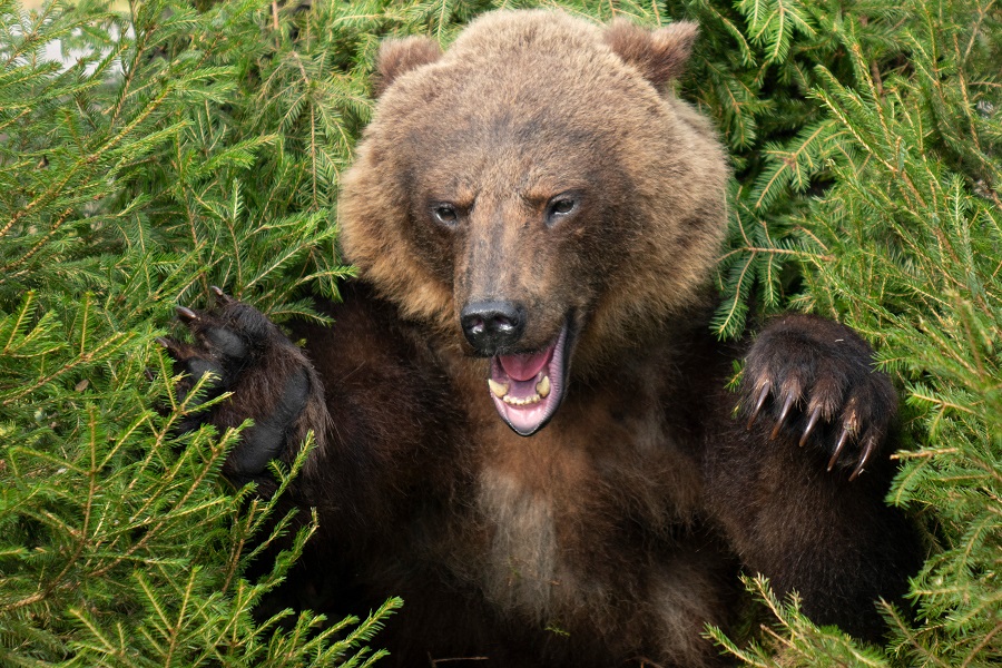 Bear in the spruce forest. An aggressive big bear attacks, baring its claws.