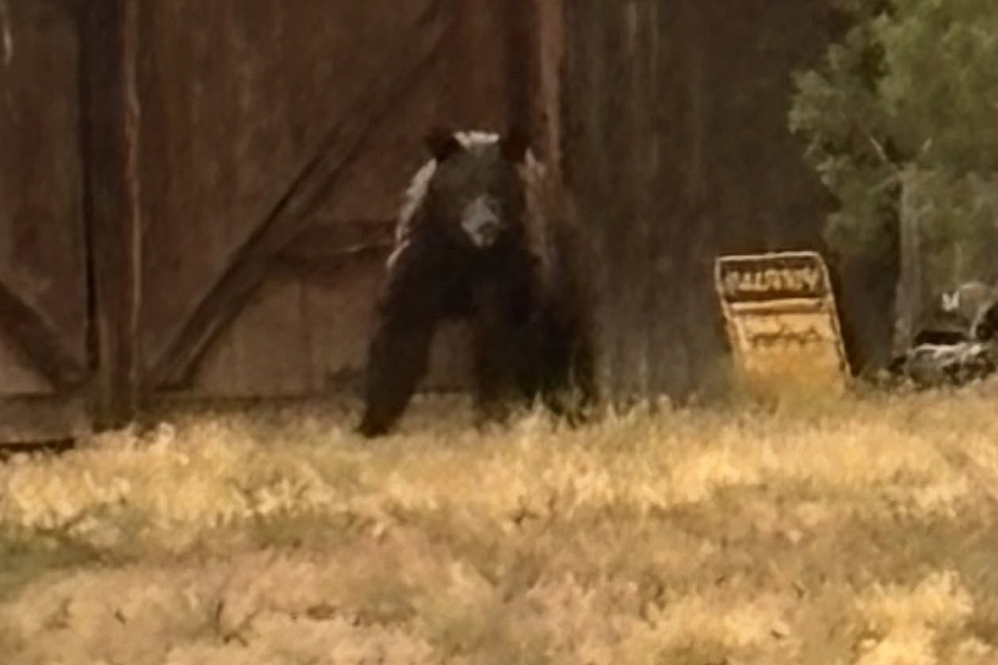 bear