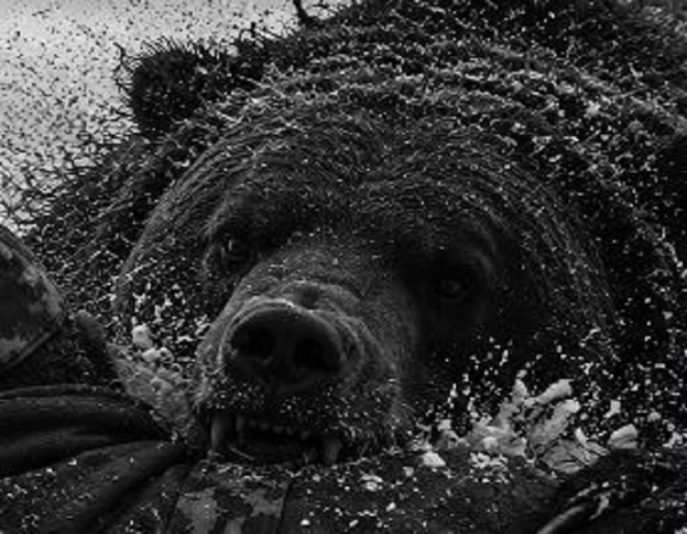 Man Mauled to Death by Bear in New Mexico as Shocking Attack Sparks Warning After Nearly 80 Sightings Across the State