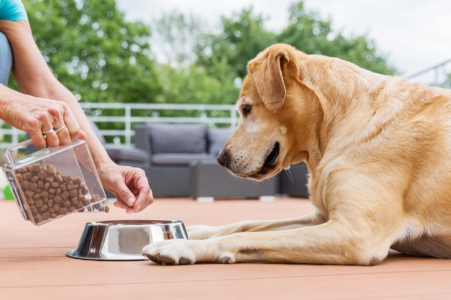woman gives her labrador the dog food