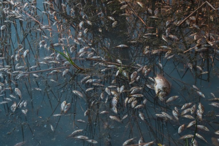 Dead Fish Wash Up From New Mexico to Minnesota as Extreme Heat Fuels Growing Freshwater Crisis
