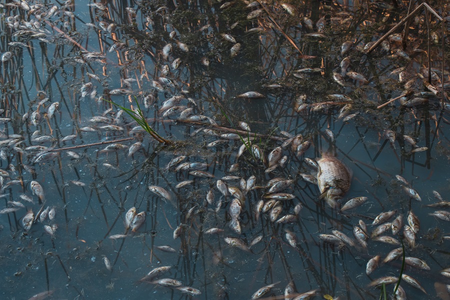 Dead fish float to the surface of the water in a contaminated channel. Because of the warming, the fish began to die. Toxically polluted water contaminated with chemical poison