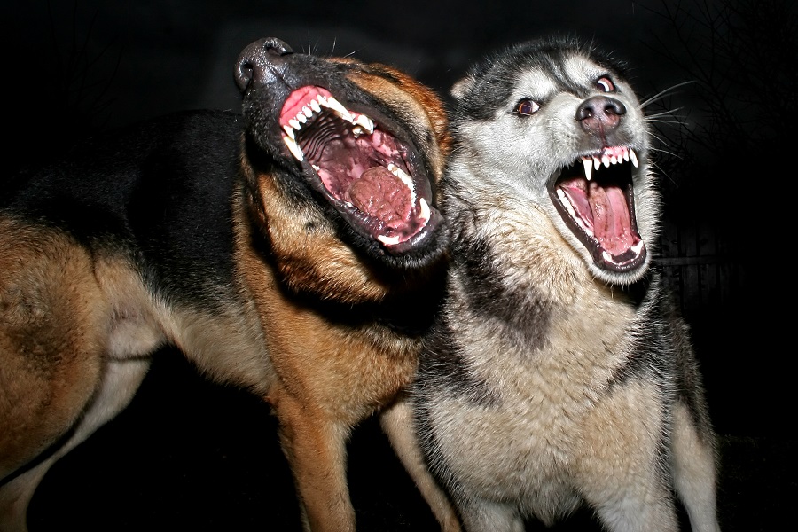 two angry dogs