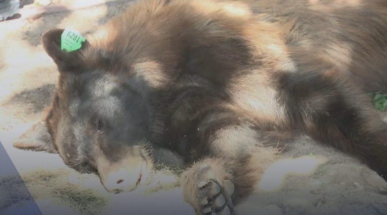 Another Bear Sighted Sunday, Captured in Rio Rancho Neighborhood