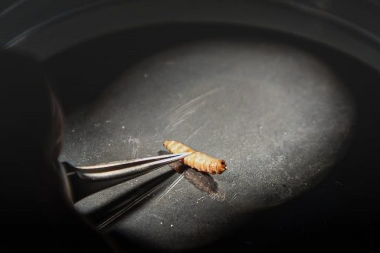 5 Facts About New World Screwworm: The Flesh-Eating Fly Whose Larvae Burrow Into Living Animals is Making a Comeback Across the Americas