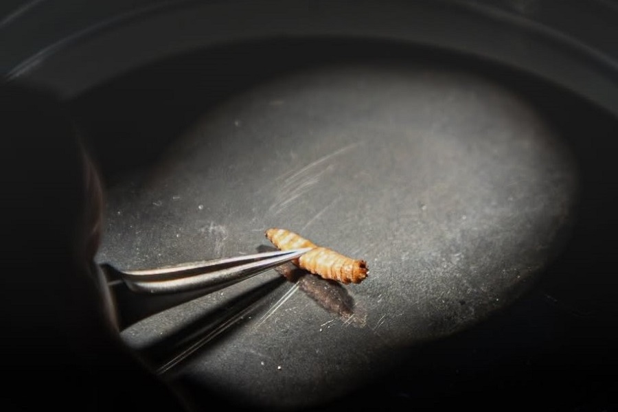 New World Screwworm