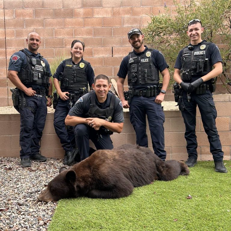Bear on the Loose: New Mexico Authorities Tranquilize and Capture Animal in Rio Rancho Neighborhood as Sightings Surge Across the State