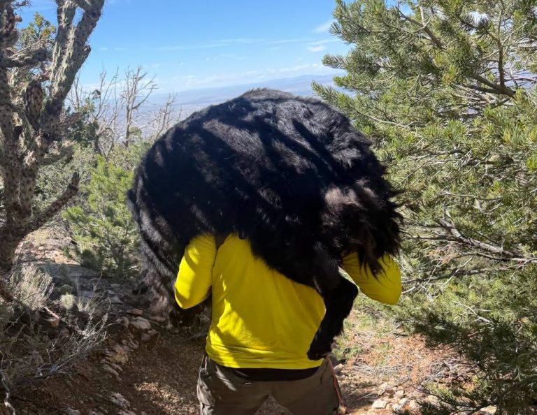 120-130 Pound Dog Atlas Got Too Tired to Finish His Hike. Deputies Spent Nearly Five Hours To Bring Him Home.