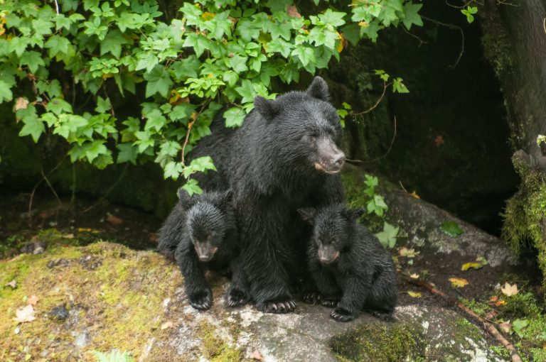 Albuquerque Man Charged After Shooting at Mama Bear He Blamed for Weeks of Backyard Trouble, One Cub Dies During Capture