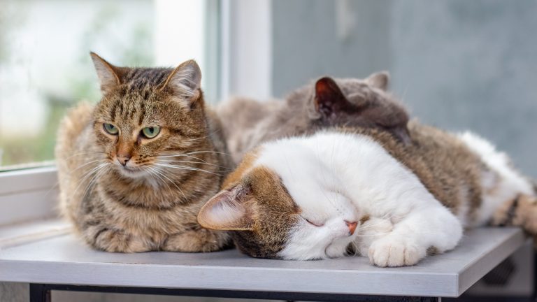 Where Are The Cats? Animal Advocates Question How Three Cats Were Moved From an Albuquerque School to an Isleta Farm, Highlighting the Need for Proper Acclimation 