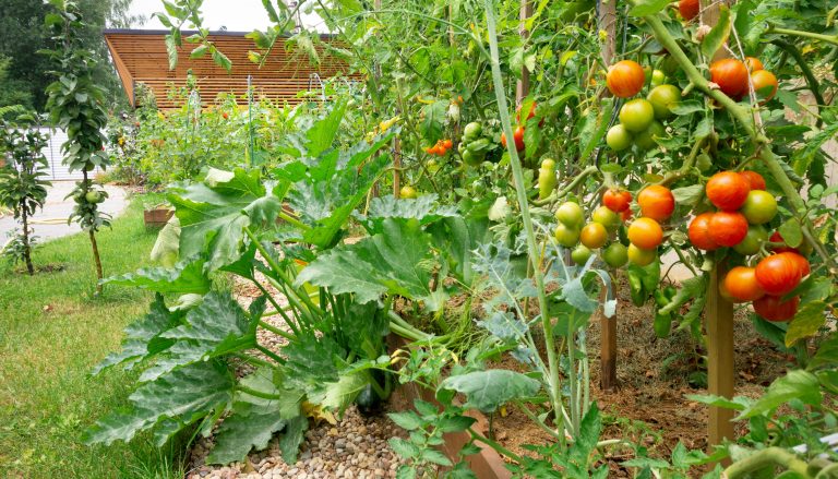 From Planter Boxes to Mini Vineyards: Albuquerque Foodscaping Company Helps Homeowners Grow Their Own Food