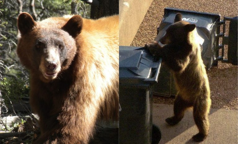 FACT-CHECKED: What’s True and What’s False About Bear Sightings in New Mexico 