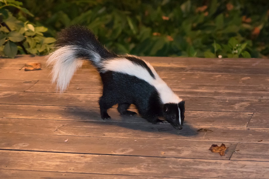 skunk in backyard patio