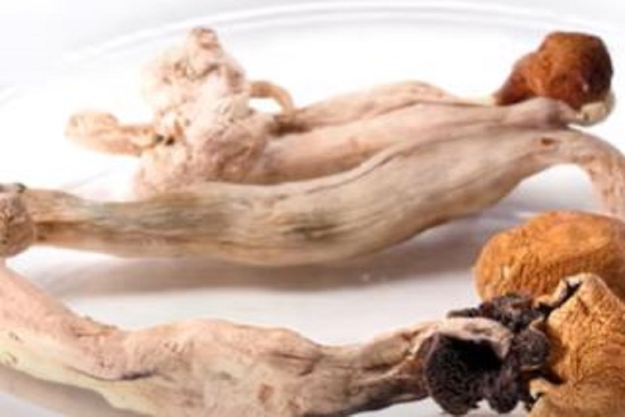 magic mushroom can treat depression