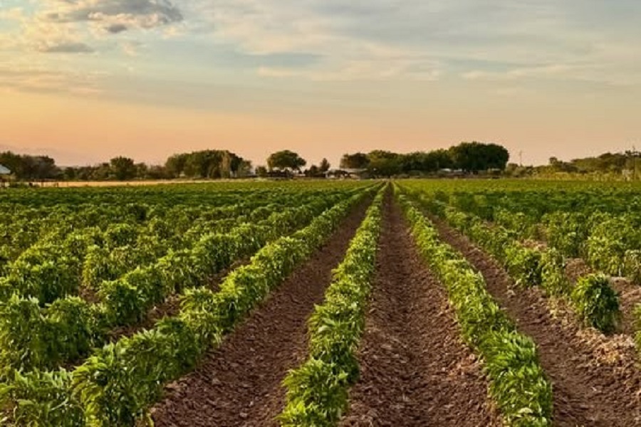 Bustamante Farms