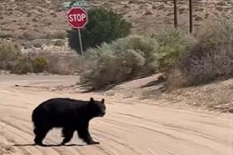 Wildlife Officials Urge Drivers to Watch Out for Bears  After Four Black Bears Were Killed on I‑25 in Just Two Weeks as Starving Animals Roam Roads for Food