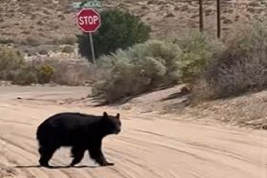 bear roams on the road