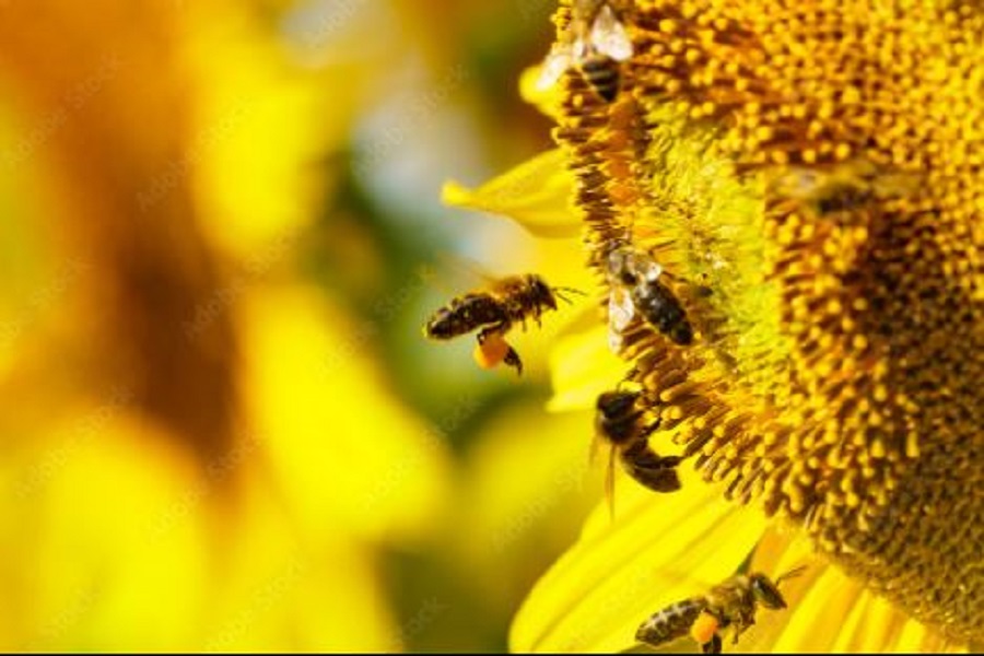 Honey bee collecting pollen at yellow flower