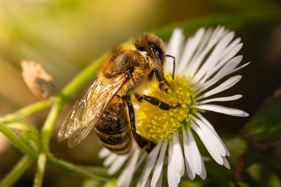 bee